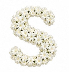 Baby’s Breath Initial Add-on